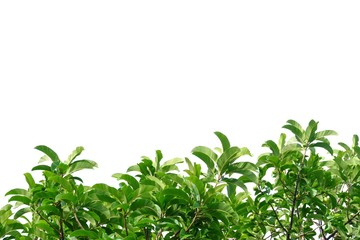 Obraz premium Elephant apple tree leaves on white isolated background for green foliage backdrop 