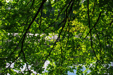 Fototapeta na wymiar Yaroslavl. Peter and Paul Park. Pond, reflection of trees.