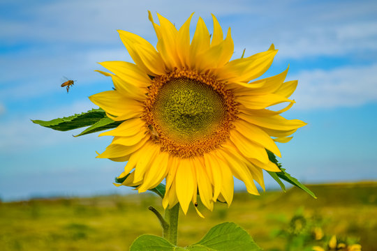 aveja volando cerca del girasol