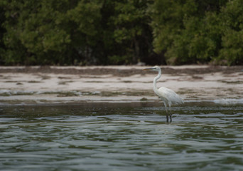 Holbox Caribbean Island in Mexico, home of rich birdlife, also part of the Yum Balam Biosphere...