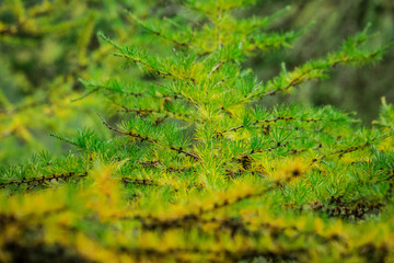 Autumn day in Scotland-90.dng