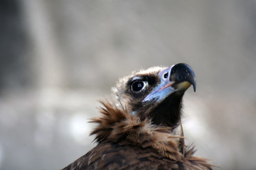 Griffon vulture wild bird portrait