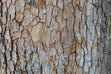 Closeup Cracked Tree Bark Texture Background	