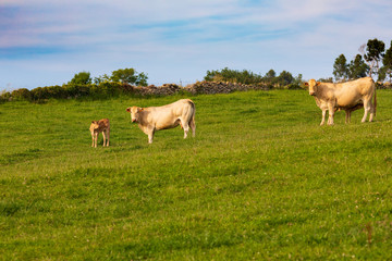 Cows grazing in meadows of Cantabria (Spain). Group of adults and calves.