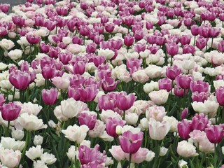 Beautiful Spring Flower Blossom Floral Closeup Pink and White Tulips