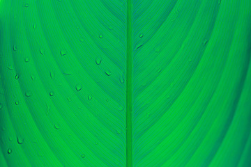 Green leaves  texture background nature tone at phuket Thailand