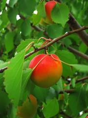  Gifts of summer. Apricot.Composition 2.