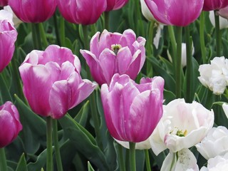 Beautiful Spring Flower Blossom Floral Closeup Pink and White Tulips