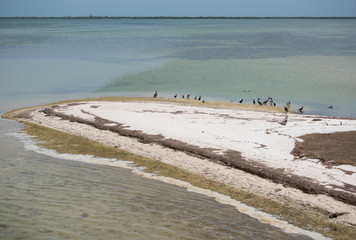 Holbox Caribbean Island in Mexico, home of rich birdlife, also part of the Yum Balam Biosphere Reserve. large diversity of birds Flamingos, cormorants, herons, frigate birds, pelicans and more birds