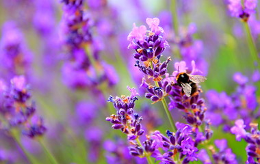 bee on lavender Flower  in a field filled with colours and fragrance no people stock photo
