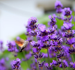 hummingbird moth on lavender Flower in a field filled with colours and fragrance stock image and...