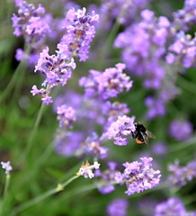 bee on lavender Flower  in a field filled with colours and fragrance no people stock photo