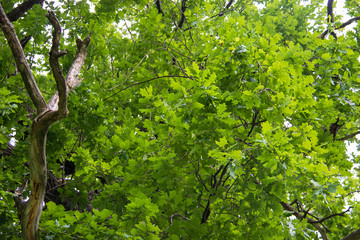 Fototapeta na wymiar Yaroslavl. oak leaves on a 200 year old tree