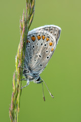 Beautiful nature scene with Common blue (Polyommatus icarus) . Macro shot of Common blue (Polyommatus icarus)  on the grass. Butterfly Common blue (Polyommatus icarus)  in the nature habitat.