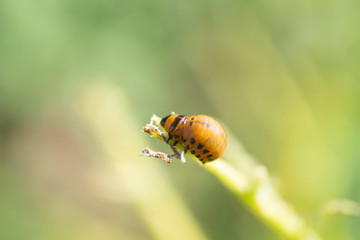 Colorado beetle eats a potato leaves young. Parasites in agriculture