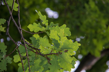 Yaroslavl. oak leaves on a 200 year old tree