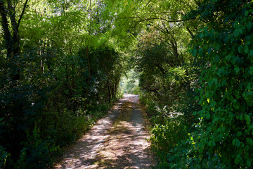 Fototapeta na wymiar Rural road in a thick forest with foliage alley