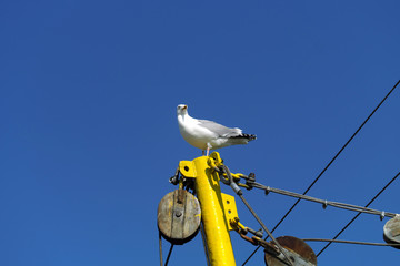 Schiffsmast von Krabbenkutter mit Möve und blauer Himmel an einem sonnigen Tag - Stockfoto