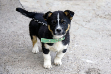 Cute fluffy black and white puppy with a clever thoughtful look guards the house of its owners. The future watchdog on the chain. Close-up.
