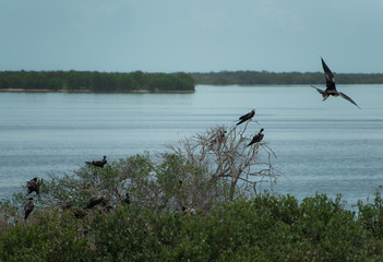 Holbox Caribbean Island in Mexico, where Flamingos, cormorants, herons, frigate birds, pelicans,...