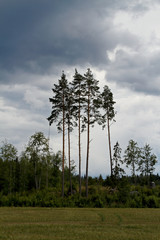 Five tall pine trees left after forestry. Thunder storm is approaching