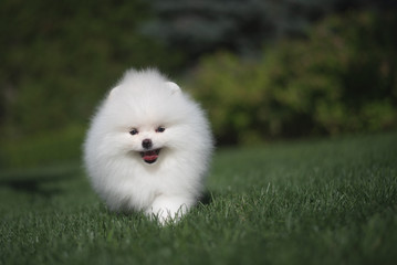 Little beautiful funny white dog German spitz puppy on green grass runs plays and sits