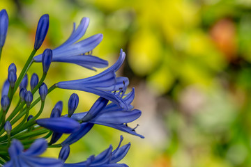 Agapanthus African Lily Flower Nature
