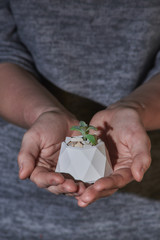 Succulent in concrete pot on woman's hand. Close up