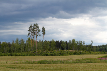 Fototapeta na wymiar Five tall pine trees left after forestry. Thunder storm is approaching