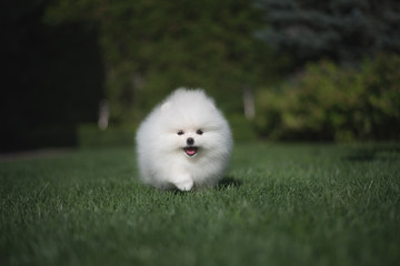 Little beautiful funny white dog German spitz puppy on green grass runs plays and sits