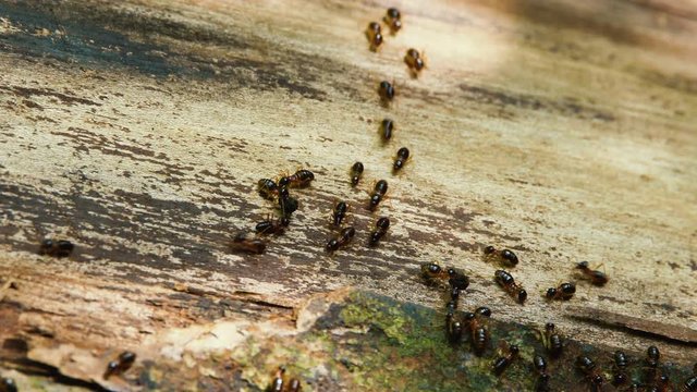 Macro shoot of a group of termites walking on the ground in the jungle.