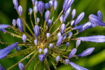 Agapanthus African Lily Flower Nature