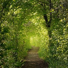 Waldweg