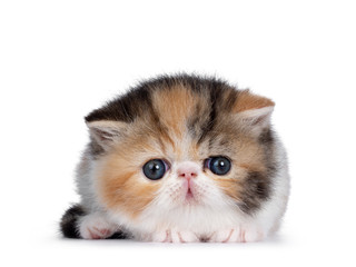 Cute tiny 4 weeks old Exotic Shorthair kitten, laying down facing front Looking at camera with blue eyes. Isolated on white background.