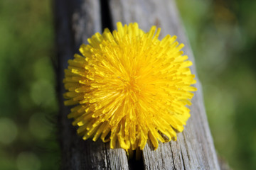 Fiore giallo Tarassaco con legno