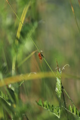 ladybird on grass
