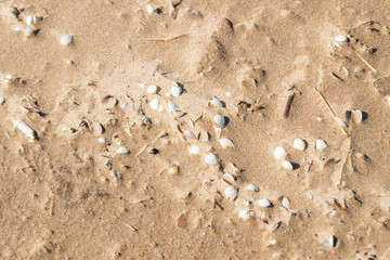 Seashells on beautiful sandy beach Yyteri at summer, in Pori, Finland