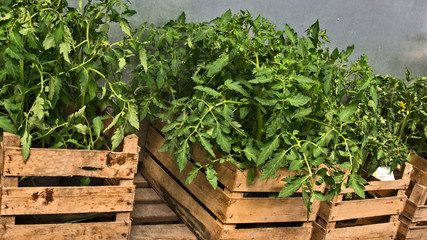 Seedlings of tomato