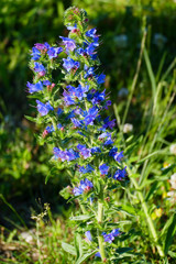 Gewöhnlicher Natternkopf Echium Vulgare, mit blauen Blüten auf einer Wiese