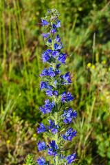 Gewöhnlicher Natternkopf Echium Vulgare, mit blauen Blüten auf einer Wiese