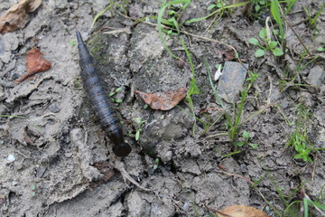 photo of black big caterpillar in summer on the ground 