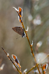 Butterfly photographed in their natural environment.