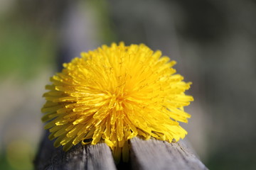 Fiore giallo su legno spaccato