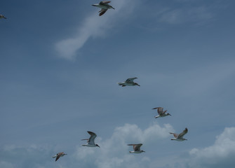 Holbox Caribbean Island in Mexico, where Flamingos, cormorants, herons, frigate birds, pelicans,...