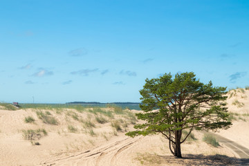 Fototapeta na wymiar Beautiful sandy beach Yyteri at summer, in Pori, Finland
