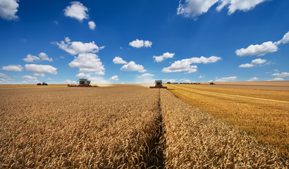 Combine harvester in action on wheat field. Clouds and blue sky!