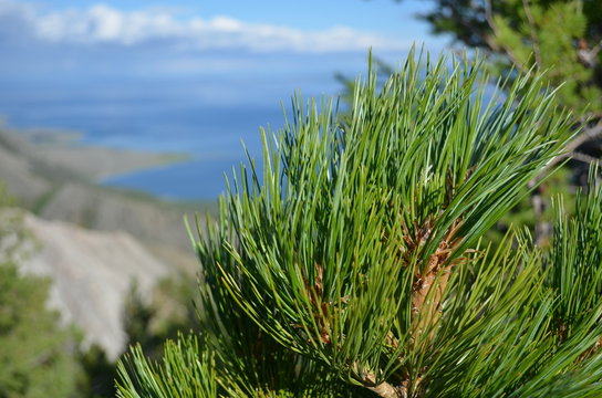 green siberian pine-needles and blue sky