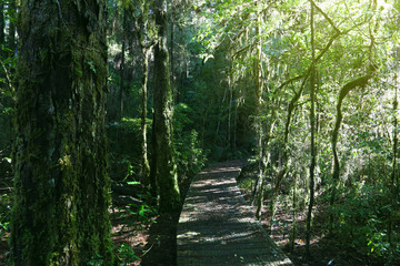 Forest boardwalk and trees
