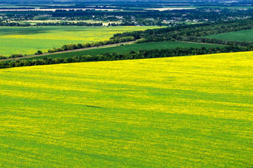 Fototapeta premium Aerial view to Fields of flowering sunflower. Ukraine.