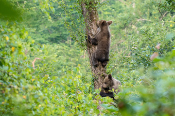 Young brown bear climbing on the apple tree. Carpathian mountains. Poland